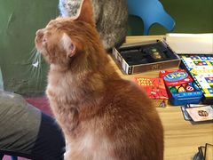-猫猫幼稚园·撸猫·桌游·电玩