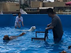 -帕帕拉兹宠物(亚洲旗舰店)