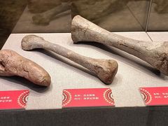 -北京周口店北京人遗址博物馆