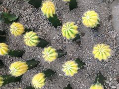 -南山植物园