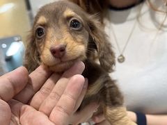 -萌宠之家·腊肠犬·马尔泰·小体犬舍