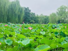 -莲湖公园