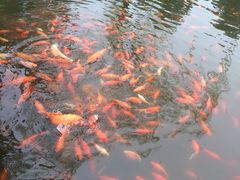 -西湖外事游船(花港观鱼码头)