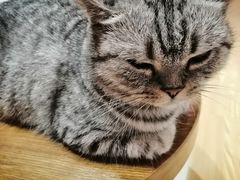 -Heymao猫咖.咖啡厅(东门店)