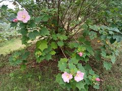 -盘龙城国家考古遗址公园