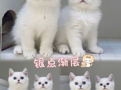 -lincat·猫舍(广州店)