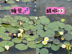 -东平国家森林公园