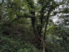 -紫金山索道-售票处