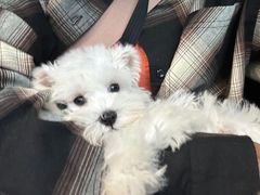 -FAELING PETS美天灵宠物(合生汇店)