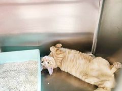 -艾吉宠物医院·疑难杂症转诊中心·猫友好(碧江路院)