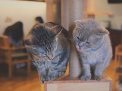 -喵园·猫主题咖啡厅·撸猫·猫咖(国贸店)