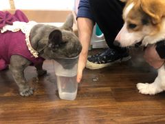 -柯斗斗主题餐厅·狗咖·围炉煮茶·茶饮(国瑞升平里店)