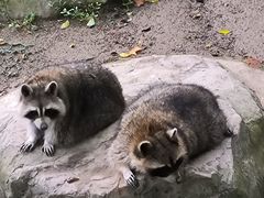 -上海野生动物园