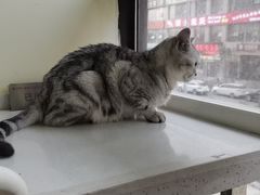 -瑞鹏宠物医院·爱宠堂·骨外专科(西荷分院)