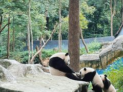 -中国大熊猫保护研究中心雅安碧峰峡基地