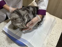-宠爱国际动物医院·消化内科·心肾内科·ISFM猫友好(望京店)