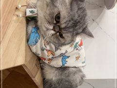 -楼上猫咖(罗湖店)