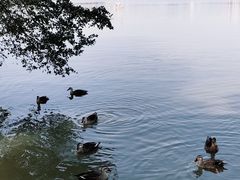 -海珠湖公园