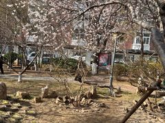 -桃花堤公园