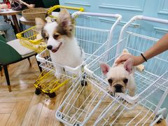 -安格丽娜·狗咖·猫咖羊驼咖(春熙路百盛商场店)