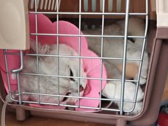 -伟伟宠物医院·瑞派猫友好医院·猫科(光谷店)