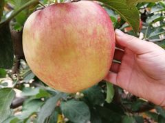 -万源龙顺度假庄园生态观光园