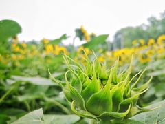 -奥林匹克森林公园北园-停车场