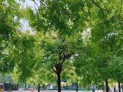 -杨柳青庄园