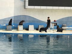 -北戴河圣蓝海洋公园