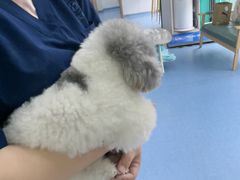 -博特宠物医院24h犬猫全科.骨科·异宠