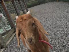 -前小桔亲子创意农场·草莓采摘·露营烧烤