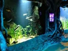 -悉尼海洋生物水族馆