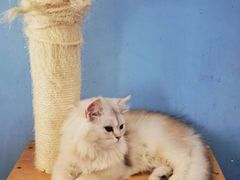 -猫咪咖啡·猫咖(万达广场店)