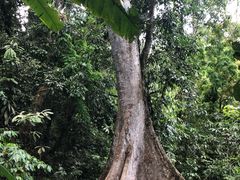 -中国科学院西双版纳热带植物园
