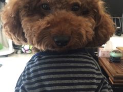 -Oh My Dog宠物沙龙(伊珊娜皮毛护理店)