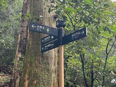 -天目山大树王景区