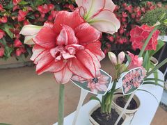 -石家庄市植物园