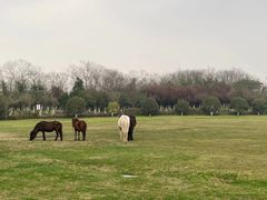 -合肥三国新城遗址公园