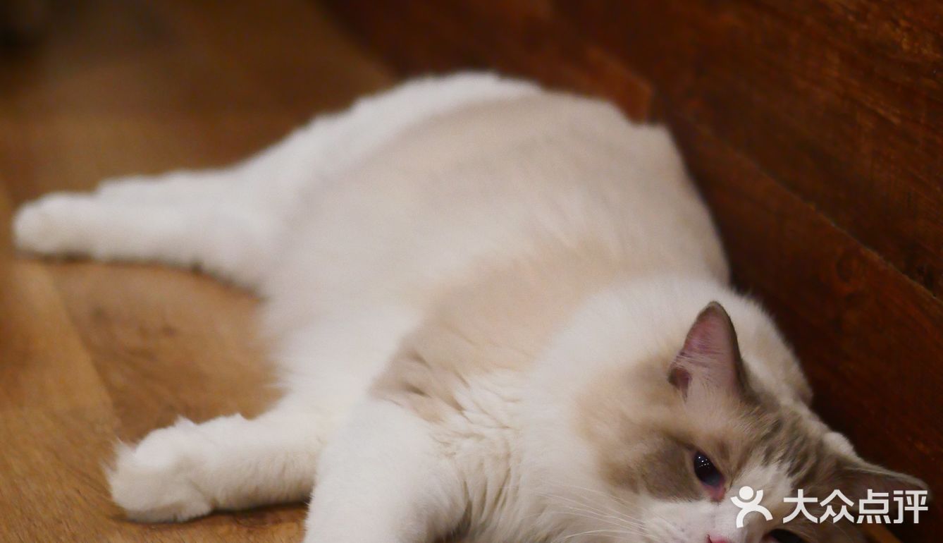 猫咖还能打桌游，这也太治愈了 