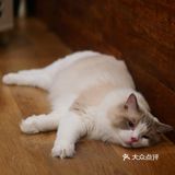 猫咖还能打桌游，这也太治愈了 