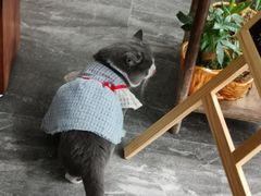 -福尔喵斯探案馆实景搜证·沉浸式剧本杀