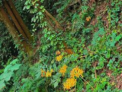 -素山寺森林公园