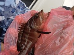 -小猫钓鱼海钓俱乐部(椰梦长廊店)