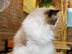 -豆逗聊愈猫阁Easy Life