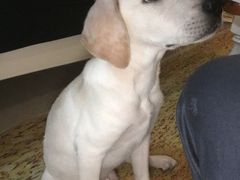 -翊宠yipet猫狗购宠庄园犬舍•猫舍