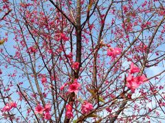 -天适樱花悠乐园