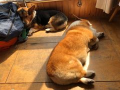 -北京赛佳动物医院