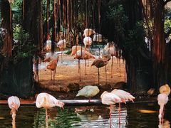 -九龙公园