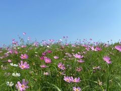 -西京湾花海