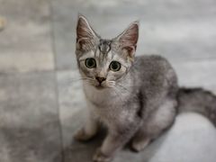 -楼上猫咖(罗湖店)